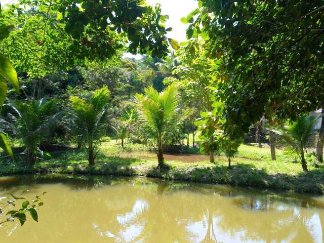 Chácara/Sítio à venda em Parque Ribeira, Cachoeiras de Macacu - RJ