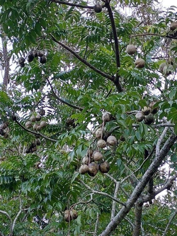 Chácara/Sítio à venda em Boa Esperança, Rio Bonito - RJ